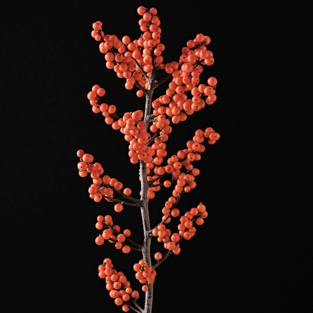 Houx Verticillé Femelle Magical Daydream - Ilex Verticillata 3 Houx Verticillé Femelle Magical Daydream - Ilex Verticillata