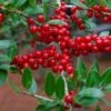 Houx Verticillé Femelle Maryland Beauty - Ilex Verticillata 1 Houx Verticillé Femelle Maryland Beauty - Ilex Verticillata -Promos Jardin Bulbes Magasin Ilex verticillata Maryland Beauty 15381 1