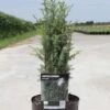 Juniperus Communis Arnold - Genévrier Commun -Promos Jardin Bulbes Magasin Juniperus communis Arnold 84115 1