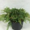 Juniperus Communis Hornibrookii - Genévrier Commun -Promos Jardin Bulbes Magasin Juniperus communis Hornibrookii 652002 1