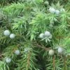 Genévrier Des Plages - Juniperus Conferta Schlager -Promos Jardin Bulbes Magasin Juniperus conferta Schlager 88133 1
