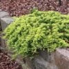 Genévrier Rampant - Juniperus Horizontalis Golden Carpet -Promos Jardin Bulbes Magasin Juniperus horizontalis Golden Carpet 0657002 1
