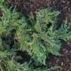 Genévrier Horizontal - Juniperus Horizontalis Jade River 1 Genévrier Horizontal - Juniperus Horizontalis Jade River -Promos Jardin Bulbes Magasin Juniperus horizontalis Jade River copyright 1003121 1