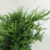 Juniperus Sabina Rockery Gem - Genévrier Sabine -Promos Jardin Bulbes Magasin Juniperus sabina Rockery Gem 0660002 1