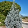 Genévrier - Juniperus Scopulorum Moonglow -Promos Jardin Bulbes Magasin Juniperus scopulorum genevrier moonglow copyright 1006801 1