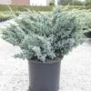 Genévrier écailleux - Juniperus Squamata Meyeri -Promos Jardin Bulbes Magasin Juniperus squamata Meyeri 84123 1