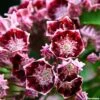 Kalmia Latifolia Bull's Eye - Laurier Des Montagnes Rouge Et Blanc -Promos Jardin Bulbes Magasin Kalmia latifolia Bulls Eye 781981 1