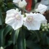Kalmia Latifolia Elf - Laurier Des Montagnes -Promos Jardin Bulbes Magasin Kalmia latifolia Elf 83151 1