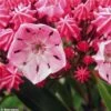 Kalmia Latifolia Ewa - Laurier Des Montagnes Rose Pâle Veiné De Pourpre -Promos Jardin Bulbes Magasin Kalmia latifolia Ewa 781988 1