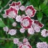 Kalmia Latifolia Galaxy - Laurier Des Montagnes -Promos Jardin Bulbes Magasin Kalmia latifolia Galaxy Laurier des montagnes a fleurs lie de vie et blanc 16336 1