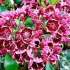 Kalmia Latifolia Heart's Desire - Laurier Des Montagnes Rouge Et Blanc -Promos Jardin Bulbes Magasin Kalmia latifolia Hearts Desire 781986 1