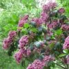 Kalmia Latifolia Keepsake - Laurier Des Montagnes Rouge Et Blanc -Promos Jardin Bulbes Magasin Kalmia latifolia Keepsake V 16673 1