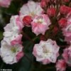 Kalmia Latifolia Madeline - Laurier Des Montagnes Double, Rose Pâle -Promos Jardin Bulbes Magasin Kalmia latifolia Madeline 781982 1