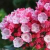 Kalmia Latifolia Olympic Fire - Laurier Des Montagnes Rose Vif Et Blanc -Promos Jardin Bulbes Magasin Kalmia latifolia Olympic Fire 781983 1