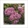 Kalmia Latifolia Otsbo Red - Laurier Des Montagnes Rouge Et Rose Vif. -Promos Jardin Bulbes Magasin Kalmia latifolia Ostbo Red 83153 1