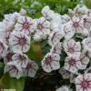 Kalmia Latifolia Peppermint - Laurier Des Montagnes Rose Très Pâle à Rayons Rouges -Promos Jardin Bulbes Magasin Kalmia latifolia Peppermint 781985 1