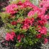 Kalmia Latifolia Pink Charm - Laurier Des Montagnes Rose Foncé -Promos Jardin Bulbes Magasin Kalmia latifolia Pink Charm 781984 1