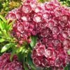 Kalmia Latifolia Pinwheel - Laurier Des Montagnes -Promos Jardin Bulbes Magasin Kalmia latifolia Pinwheel Laurier des montagnes 16337 1