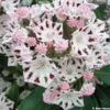 Kalmia Latifolia Windrose - Laurier Des Montagnes Blanc Et Brun Pourpré -Promos Jardin Bulbes Magasin Kalmia latifolia Windrose 781991 1
