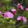 Kalmia Polifolia - Laurier Des Montagnes à Feuilles D'andromède -Promos Jardin Bulbes Magasin Kalmia polifolia 84124 1