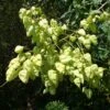 Koelreuteria Paniculata - Savonnier De Chine -Promos Jardin Bulbes Magasin Koelreuteria paniculata 87285 1