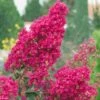 Lagerstroemia Indica Summer Charm Tonto - Lilas Des Indes -Promos Jardin Bulbes Magasin LAGERSTROEMIA TONTO 781738 1