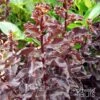 Lilas Des Indes - Lagerstroemia Indica Black Solitaire Best Red -Promos Jardin Bulbes Magasin Lagerstoemia indica Black Solitaire Best Red 100690 FE