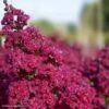 Lagerstroemia Braise D'Eté - Lilas Des Indes -Promos Jardin Bulbes Magasin Lagerstroemia Braise d Ete 84468 1