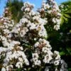 Lagerstroemia Neige D'Eté - Lilas Des Indes