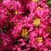 Lagerstroemia Indica Bergerac - Lilas Des Indes -Promos Jardin Bulbes Magasin Lagerstroemia indica Bergerac 87452 1