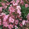 Lagerstroemia Indica Berlingot Menthe - Lilas Des Indes -Promos Jardin Bulbes Magasin Lagerstroemia indica Berlingot Menthe 83597 1