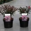 Lagerstroemia Indica Coral Magic - Lilas Des Indes -Promos Jardin Bulbes Magasin Lagerstroemia indica Coral Magic 87394 1