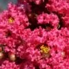 Lagerstroemia Indica Grand Cru - Lilas Des Indes 2 Lagerstroemia Indica Grand Cru - Lilas Des Indes -Promos Jardin Bulbes Magasin Lagerstroemia indica Grand Cru 87453 1