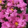 Lagerstroemia Indica Jacqueline Desmartis - Lilas Des Indes -Promos Jardin Bulbes Magasin Lagerstroemia indica Jacqueline Desmartis 87454 1