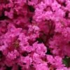 Lagerstroemia Indica La Mousson - Lilas Des Indes -Promos Jardin Bulbes Magasin Lagerstroemia indica La Mousson 87456 1