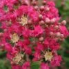 Lagerstroemia Indica Margaux - Lilas Des Indes -Promos Jardin Bulbes Magasin Lagerstroemia indica Margaux 87457 1