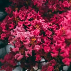 Lilas Des Indes - Lagerstroemia Indica Midnight Magic