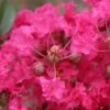 Lagerstroemia Indica Mon Panache - Lilas Des Indes -Promos Jardin Bulbes Magasin Lagerstroemia indica Mon Panache 87459 1