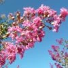 Lagerstroemia Indica Monbazillac - Lilas Des Indes -Promos Jardin Bulbes Magasin Lagerstroemia indica Monbazillac 87458 1