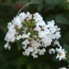 Lagerstroemia Indica Pixie White - Lilas Des Indes -Promos Jardin Bulbes Magasin Lagerstroemia indica Pixie White ld Jim the Photographer 781737 1
