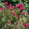 Lagerstroemia Indica Red Imperator - Lilas Des Indes -Promos Jardin Bulbes Magasin Lagerstroemia indica Red imperator 83482 1