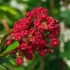 Lagerstroemia Indica Rouge Nain - Lilas Des Indes -Promos Jardin Bulbes Magasin Lagerstroemia indica Rouge Nain 87446 1