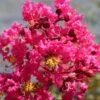 Lagerstroemia Indica Saint Emilion - Lilas Des Indes -Promos Jardin Bulbes Magasin Lagerstroemia indica Saint Emilion 87460 1