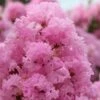 Lagerstroemia Indica Soir D'Eté - Lilas Des Indes -Promos Jardin Bulbes Magasin Lagerstroemia indica Soir d Ete 87461 1