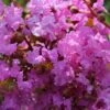 Lagerstroemia Indica Souvenir D'Hubert Puard - Lilas Des Indes -Promos Jardin Bulbes Magasin Lagerstroemia indica Souvenir d Hubert Puard 87463 1