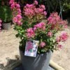 Lagerstroemia Indica Terrasse Rose - Lilas Des Indes -Promos Jardin Bulbes Magasin Lagerstroemia indica Terrasse Rose 87450 1