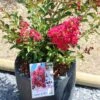 Lagerstroemia Indica Terrasse Rouge - Lilas Des Indes 1 Lagerstroemia Indica Terrasse Rouge - Lilas Des Indes -Promos Jardin Bulbes Magasin Lagerstroemia indica Terrasse Rouge 87451 1