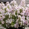 Lilas Des Indes 'With Love Babe' -Promos Jardin Bulbes Magasin Lagerstroemia indica With Love Babe Milaperl Lilas des Indes copyright 1006871 1
