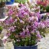 Lagerstroemia Indica With Love Eternal - Lilas Des Indes -Promos Jardin Bulbes Magasin Lagerstroemia indica With Love Eternal Milavio Lilas des Indes copyright 17195 1