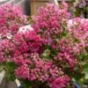 Lagerstroemia Indica With Love Kiss Milarosso - Lilas Des Indes -Promos Jardin Bulbes Magasin Lagerstroemia indica With Love Kiss Milarosso Lilas des Indes copyright 1006981 1